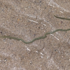 Unidentified Polychaete Worm at Wellington Point, QLD - 31 Aug 2023 by TimL