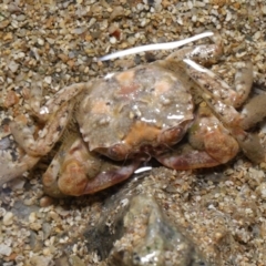 Unidentified Crab, Prawn, Barnacle (Crustacea) at Wellington Point, QLD - 31 Aug 2023 by TimL