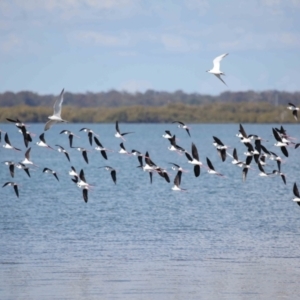 Himantopus leucocephalus at Cleveland, QLD - 30 Aug 2023