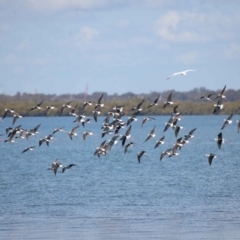 Himantopus leucocephalus at Cleveland, QLD - 30 Aug 2023