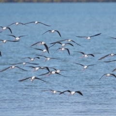 Himantopus leucocephalus at Cleveland, QLD - 30 Aug 2023