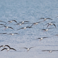 Himantopus leucocephalus at Cleveland, QLD - 30 Aug 2023