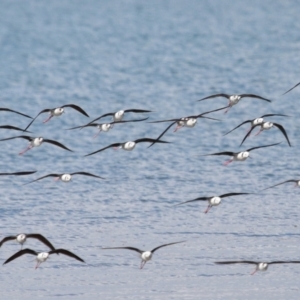 Himantopus leucocephalus at Cleveland, QLD - 30 Aug 2023