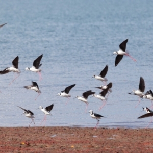 Himantopus leucocephalus at Cleveland, QLD - 30 Aug 2023