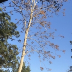 Unverified Other Tree at Bellingen, NSW - 2 Sep 2023 by Topknot