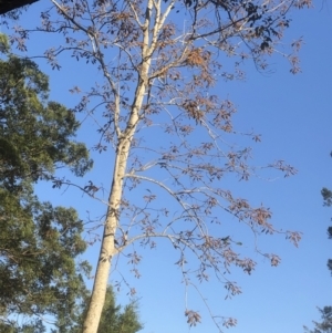 Unidentified Other Tree at suppressed by Topknot