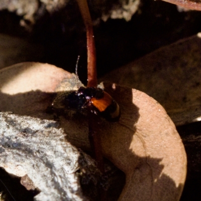 Monolepta minima (Leaf beetle) at Mount Painter - 31 Aug 2023 by KorinneM