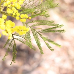 Acacia decurrens (Green Wattle) at Bruce Ridge to Gossan Hill - 23 Aug 2023 by ConBoekel