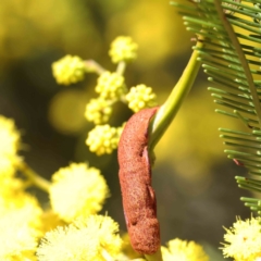 Unverified Unverified Insect Gall at Bruce, ACT - 23 Aug 2023 by ConBoekel