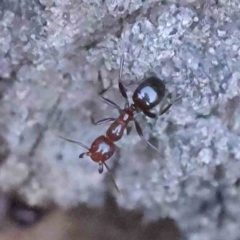 Papyrius sp. (genus) (A Coconut Ant) at Bruce Ridge - 23 Aug 2023 by ConBoekel