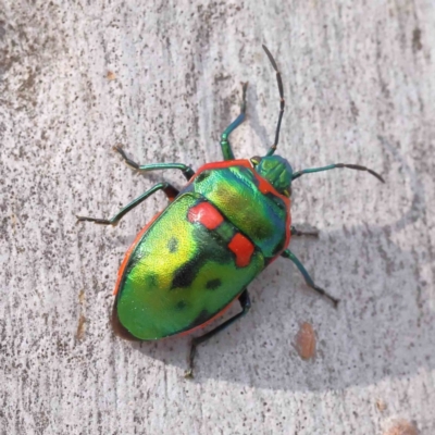 Scutiphora pedicellata (Metallic Jewel Bug) at Caladenia Forest, O'Connor - 29 Aug 2023 by ConBoekel