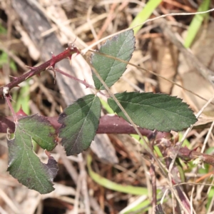 Rubus anglocandicans at O'Connor, ACT - 29 Aug 2023