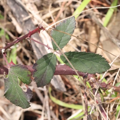 Rubus anglocandicans (Blackberry) at Caladenia Forest, O'Connor - 29 Aug 2023 by ConBoekel