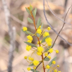 Acacia buxifolia subsp. buxifolia (Box-leaf Wattle) at Caladenia Forest, O'Connor - 29 Aug 2023 by ConBoekel