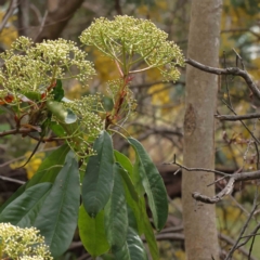 Photinia serratifolia (Chinese Photinia) at Caladenia Forest, O'Connor - 29 Aug 2023 by ConBoekel