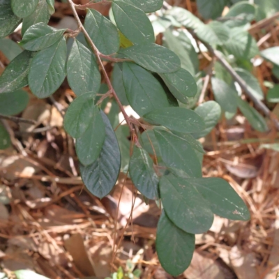 Cotoneaster glaucophyllus (Cotoneaster) at O'Connor, ACT - 29 Aug 2023 by ConBoekel