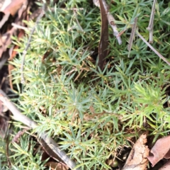 Astroloma humifusum (Cranberry Heath) at Bruce Ridge to Gossan Hill - 23 Aug 2023 by ConBoekel