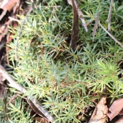 Astroloma humifusum (Cranberry Heath) at Bruce, ACT - 23 Aug 2023 by ConBoekel