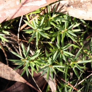 Styphelia humifusum at Bruce, ACT - 23 Aug 2023