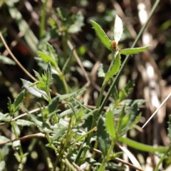 Gonocarpus tetragynus (Common Raspwort) at Caladenia Forest, O'Connor - 29 Aug 2023 by ConBoekel