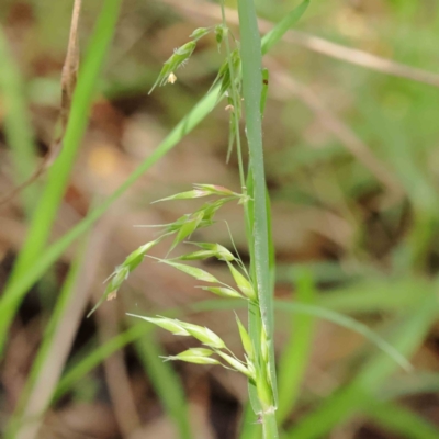 Ehrharta longiflora (Annual Veldt Grass) at Caladenia Forest, O'Connor - 29 Aug 2023 by ConBoekel