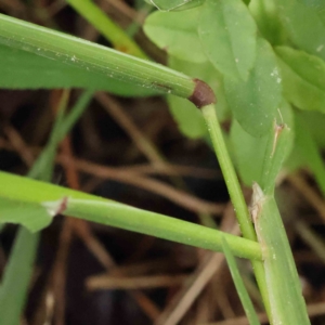 Ehrharta longiflora at O'Connor, ACT - 29 Aug 2023