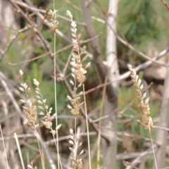 Phalaris aquatica (Phalaris, Australian Canary Grass) at O'Connor, ACT - 29 Aug 2023 by ConBoekel