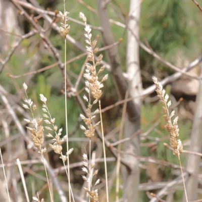 Phalaris aquatica (Phalaris, Australian Canary Grass) at O'Connor, ACT - 29 Aug 2023 by ConBoekel