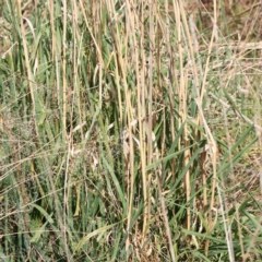 Phalaris aquatica at O'Connor, ACT - 29 Aug 2023