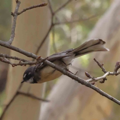 Rhipidura albiscapa (Grey Fantail) at Caladenia Forest, O'Connor - 29 Aug 2023 by ConBoekel