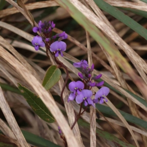 Hardenbergia violacea at Canberra Central, ACT - 29 Aug 2023 01:20 PM