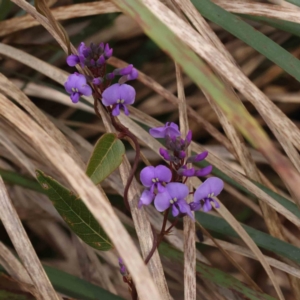 Hardenbergia violacea at Canberra Central, ACT - 29 Aug 2023