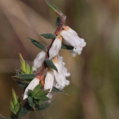 Leucopogon fletcheri subsp. brevisepalus (Twin Flower Beard-Heath) at Acton, ACT - 29 Aug 2023 by ConBoekel