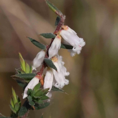 Leucopogon fletcheri subsp. brevisepalus (Twin Flower Beard-Heath) at Caladenia Forest, O'Connor - 29 Aug 2023 by ConBoekel