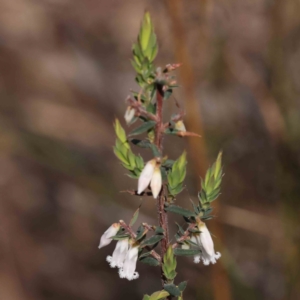 Leucopogon fletcheri subsp. brevisepalus at Acton, ACT - 29 Aug 2023