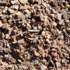Iridomyrmex purpureus (Meat Ant) at Bruce Ridge to Gossan Hill - 23 Aug 2023 by ConBoekel