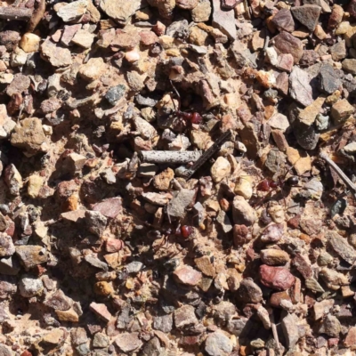 Iridomyrmex purpureus (Meat Ant) at Bruce Ridge - 23 Aug 2023 by ConBoekel