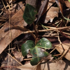 Hedera sp. (helix or hibernica) (Ivy) at Caladenia Forest, O'Connor - 29 Aug 2023 by ConBoekel