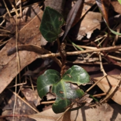 Hedera helix (Ivy) at O'Connor, ACT - 29 Aug 2023 by ConBoekel