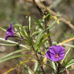 Solanum linearifolium (Kangaroo Apple) at O'Connor, ACT - 29 Aug 2023 by ConBoekel