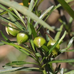 Solanum linearifolium at O'Connor, ACT - 29 Aug 2023