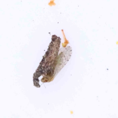 Unidentified Leafhopper or planthopper (Hemiptera, several families) at Caladenia Forest, O'Connor - 29 Aug 2023 by ConBoekel