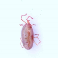 Erythraeidae (family) (Erythraeid mite) at Bruce Ridge - 23 Aug 2023 by ConBoekel
