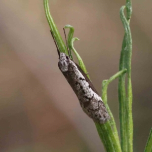 Philobota stella at Acton, ACT - 29 Aug 2023