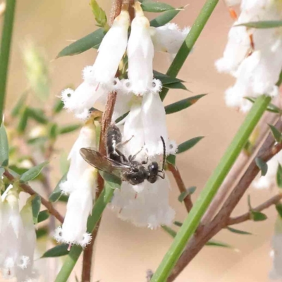 Lasioglossum sp. (genus) (Furrow Bee) at Caladenia Forest, O'Connor - 29 Aug 2023 by ConBoekel