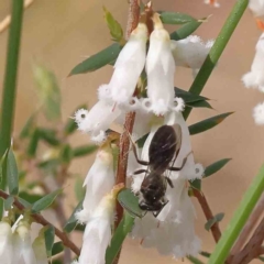 Lasioglossum sp. (genus) at Acton, ACT - 29 Aug 2023 01:49 PM