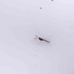 Unverified Crane fly, midge, mosquito or gnat (several families) at Canberra Central, ACT - 29 Aug 2023 by ConBoekel