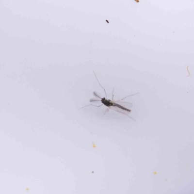 Unidentified Crane fly, midge, mosquito or gnat (several families) at Caladenia Forest, O'Connor - 29 Aug 2023 by ConBoekel