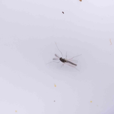 Unverified Crane fly, midge, mosquito or gnat (several families) at Canberra Central, ACT - 29 Aug 2023 by ConBoekel