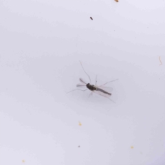 Unidentified Crane fly, midge, mosquito or gnat (several families) at Canberra Central, ACT - 29 Aug 2023 by ConBoekel